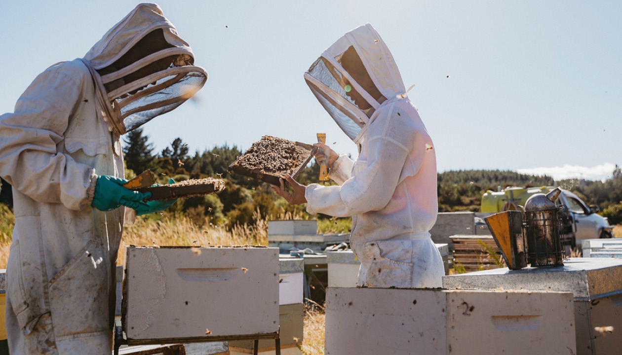 Two beekeepers in protective suits lift a frame from a hive.
